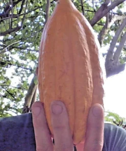 10 Yellow Pod Cacao Seeds Fresh Harvested – Theobroma cacao Seeds for Planting, Tropical Chocolate Tree, Fresh for Every Order - Image 3