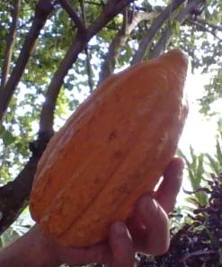 10 Yellow Pod Cacao Seeds Fresh Harvested – Theobroma cacao Seeds for Planting, Tropical Chocolate Tree, Fresh for Every Order - Image 4