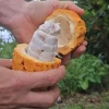 10 Yellow Pod Cacao Seeds Fresh Harvested – Theobroma cacao Seeds for Planting, Tropical Chocolate Tree, Fresh for Every Order - Image 1