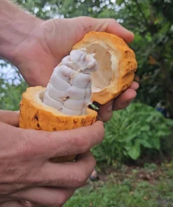 10 Yellow Pod Cacao Seeds Fresh Harvested – Theobroma cacao Seeds for Planting, Tropical Chocolate Tree, Fresh for Every Order - Image 1