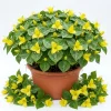 10 Yellow Trillium Bulbs for Planting - Wood Lily Flower Tubers, Large, Partial Shade - Image 1
