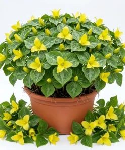 10 Yellow Trillium Bulbs for Planting - Wood Lily Flower Tubers, Large, Partial Shade - Image 1