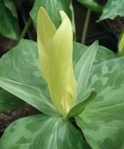 10 Yellow Trillium Bulbs for Planting - Wood Lily Flower Tubers, Large, Partial Shade - Image 3