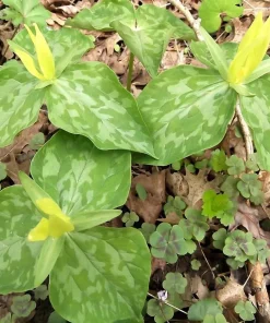 10 Yellow Trillium Bulbs for Planting - Wood Lily Flower Tubers, Large, Partial Shade - Image 4
