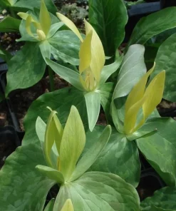 10 Yellow Trillium Bulbs for Planting - Wood Lily Flower Tubers, Large, Partial Shade - Image 5