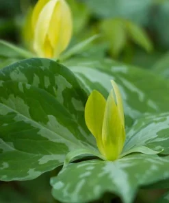 10 Yellow Trillium Bulbs for Planting - Wood Lily Flower Tubers, Large, Partial Shade - Image 6