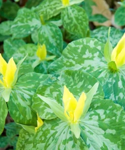 10 Yellow Trillium Bulbs for Planting - Wood Lily Flower Tubers, Large, Partial Shade - Image 7