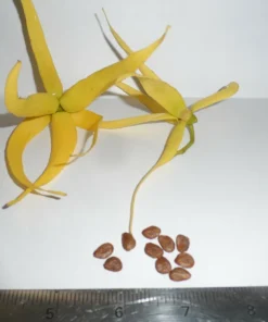 10 Ylang Ylang Seeds - Cananga odorata Fragrant Tree Seeds for Tropical Gardens - Image 2