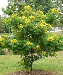10 Ylang Ylang Seeds - Cananga odorata Fragrant Tree Seeds for Tropical Gardens - Image 3