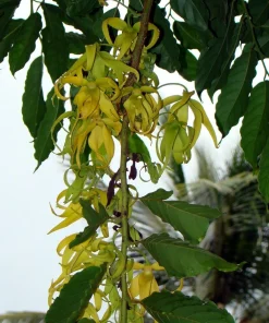 10 Ylang Ylang Seeds - Cananga odorata Fragrant Tree Seeds for Tropical Gardens - Image 5