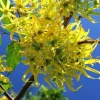 10 Ylang Ylang Seeds - Cananga odorata Fragrant Tree Seeds for Tropical Gardens - Image 1