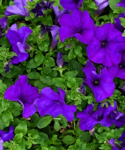 100 Alderman Blue Petunia Seeds - Dwarf Nana Compacta Purple Flower - Image 4