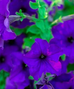100 Alderman Blue Petunia Seeds - Dwarf Nana Compacta Purple Flower - Image 5