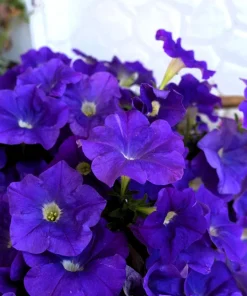 100 Alderman Blue Petunia Seeds - Dwarf Nana Compacta Purple Flower - Image 1