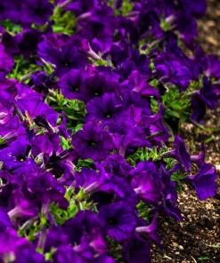 100 Alderman Blue Petunia Seeds - Dwarf Nana Compacta Purple Flower - Image 8