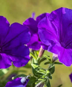 100 Alderman Blue Petunia Seeds - Dwarf Nana Compacta Purple Flower - Image 9