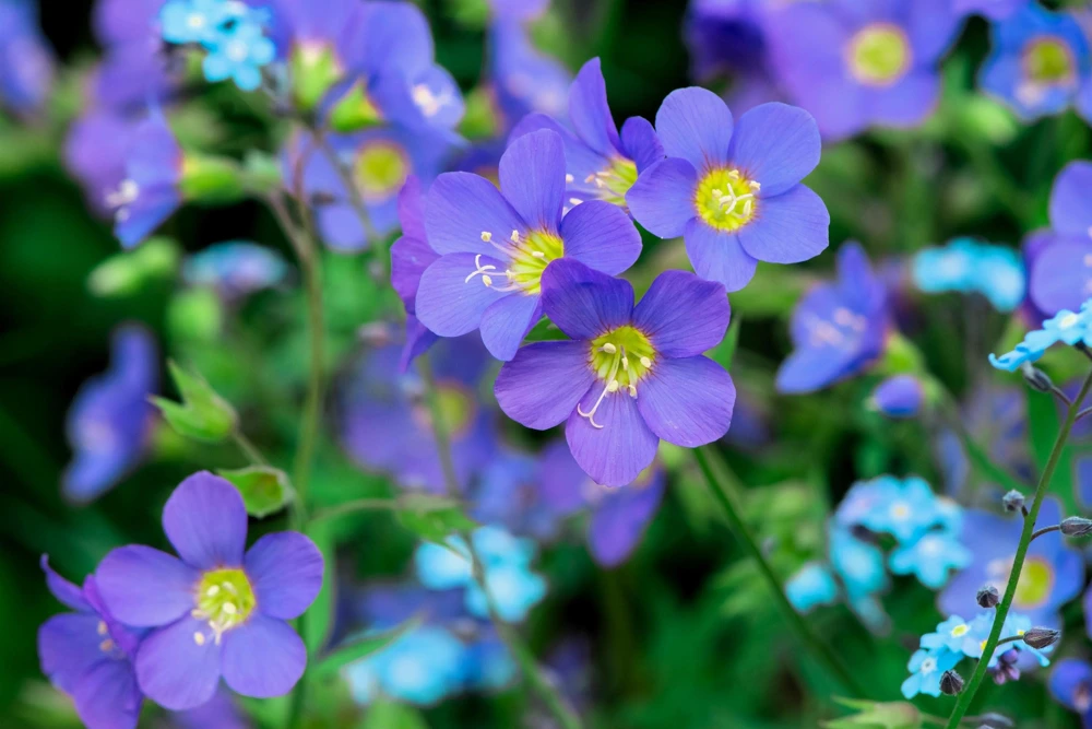 100 Blue Pearl Polemonium Seeds - Jacob's Ladder Flower Seeds, Azure Blue Blooms - Image 2