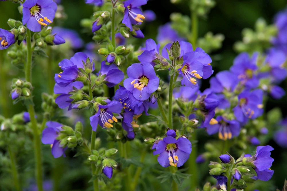 100 Blue Pearl Polemonium Seeds - Jacob's Ladder Flower Seeds, Azure Blue Blooms - Image 3