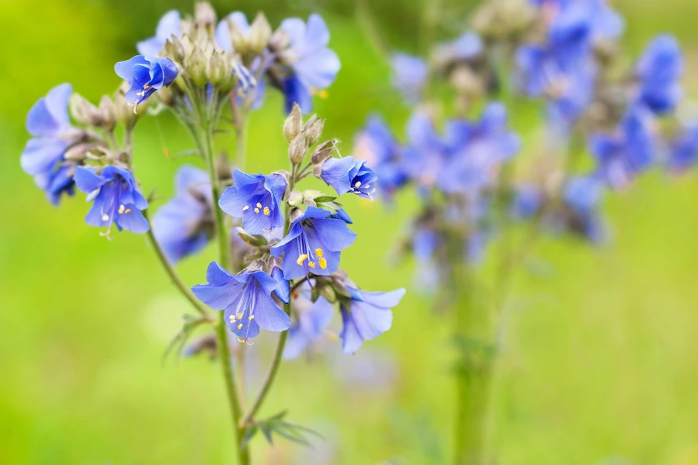 100 Blue Pearl Polemonium Seeds - Jacob's Ladder Flower Seeds, Azure Blue Blooms - Image 4