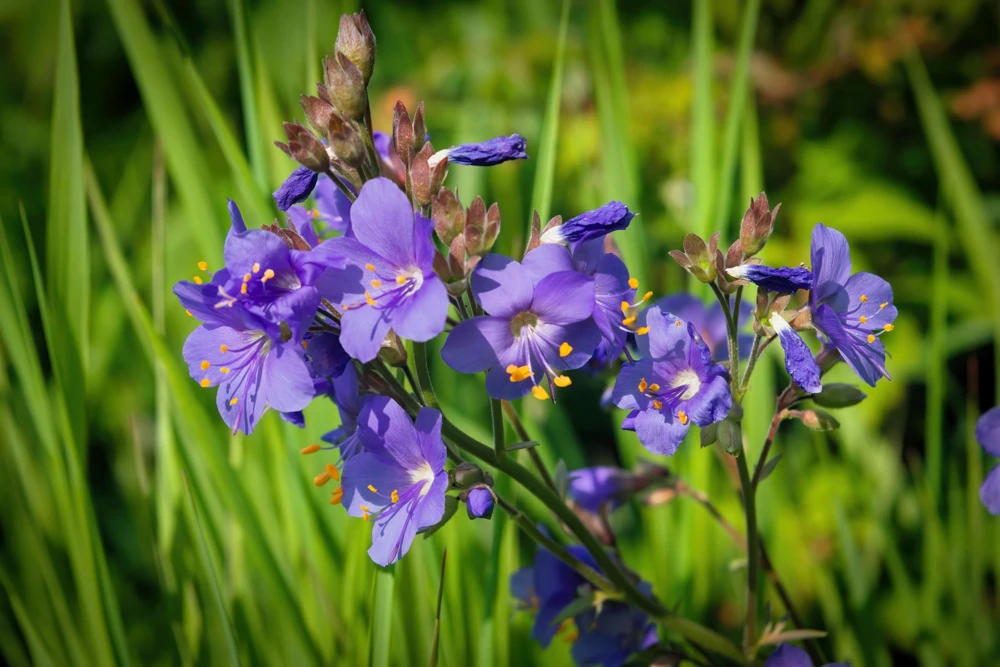 100 Blue Pearl Polemonium Seeds - Jacob's Ladder Flower Seeds, Azure Blue Blooms - Image 5