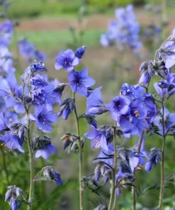 100 Blue Pearl Polemonium Seeds - Jacob's Ladder Flower Seeds, Azure Blue Blooms - Image 6