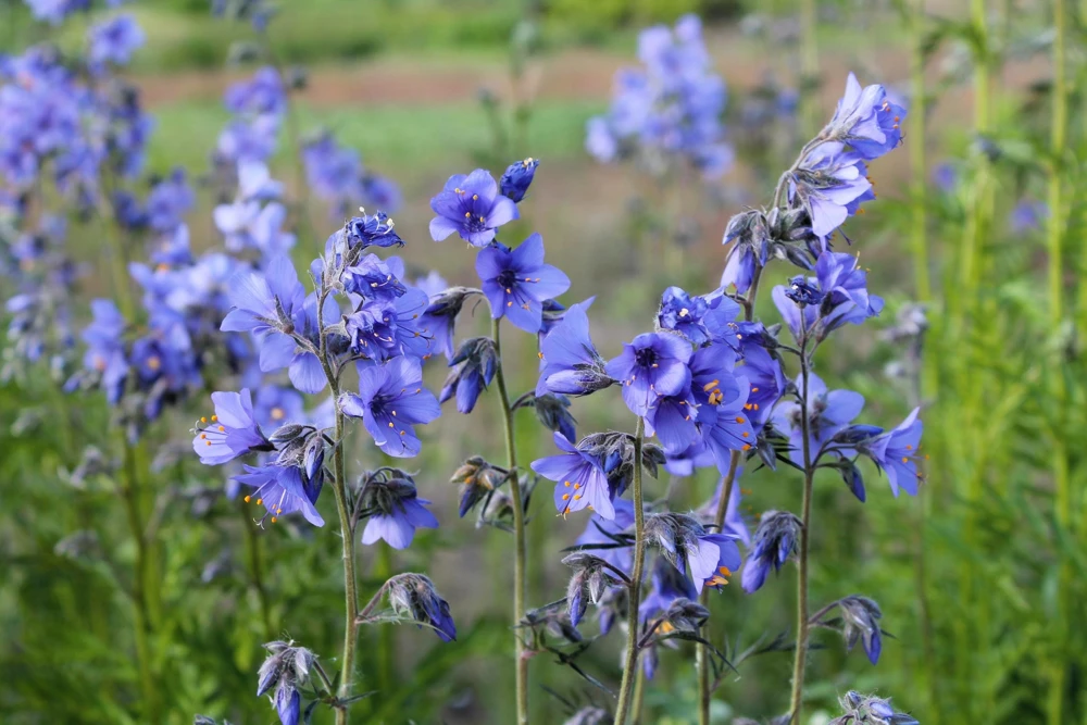 100 Blue Pearl Polemonium Seeds - Jacob's Ladder Flower Seeds, Azure Blue Blooms - Image 6