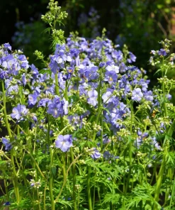 100 Blue Pearl Polemonium Seeds - Jacob's Ladder Flower Seeds, Azure Blue Blooms - Image 7