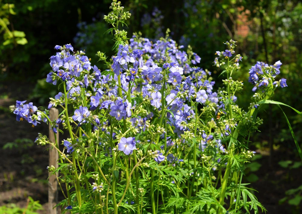 100 Blue Pearl Polemonium Seeds - Jacob's Ladder Flower Seeds, Azure Blue Blooms - Image 7