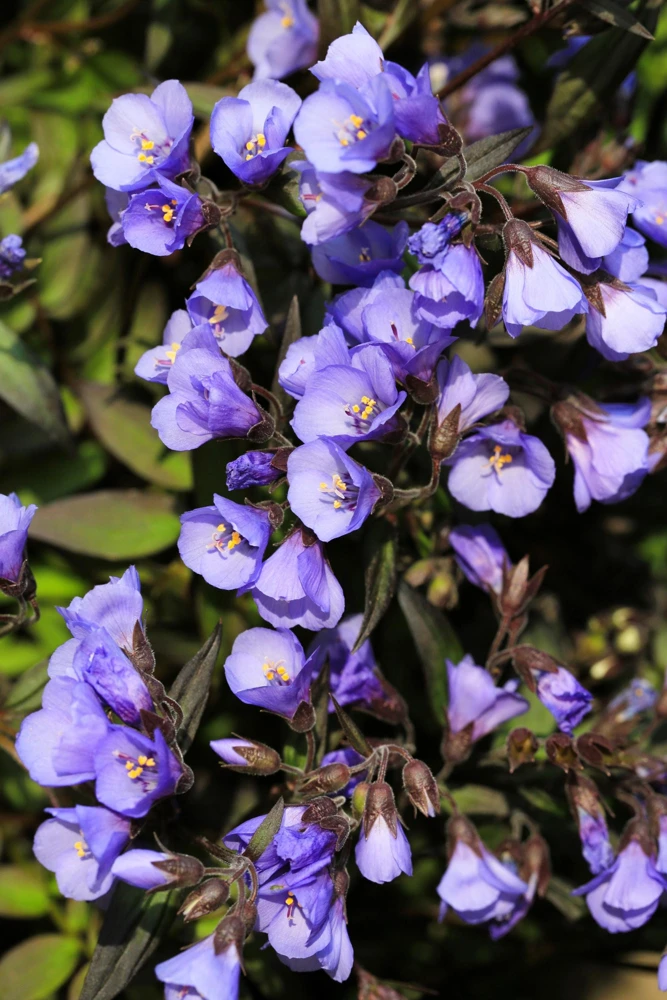 100 Blue Pearl Polemonium Seeds - Jacob's Ladder Flower Seeds, Azure Blue Blooms - Image 8