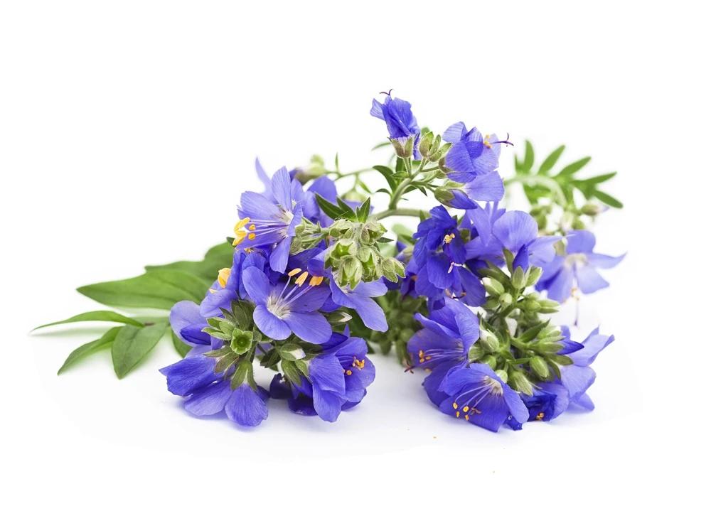 100 Blue Pearl Polemonium Seeds - Jacob's Ladder Flower Seeds, Azure Blue Blooms - Image 9