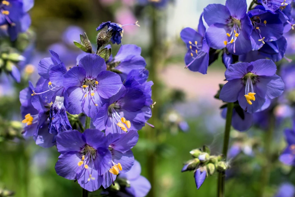 100 Blue Pearl Polemonium Seeds - Jacob's Ladder Flower Seeds, Azure Blue Blooms - Image 1