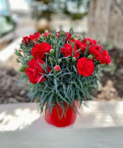 100 Carnation Double Dianthus Chinensis Flower Seeds - Pink, Red & White Blooms - Image 10