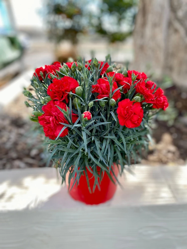 100 Carnation Double Dianthus Chinensis Flower Seeds - Pink, Red & White Blooms - Image 10