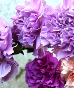 100 Carnation Double Dianthus Chinensis Flower Seeds - Pink, Red & White Blooms - Image 2