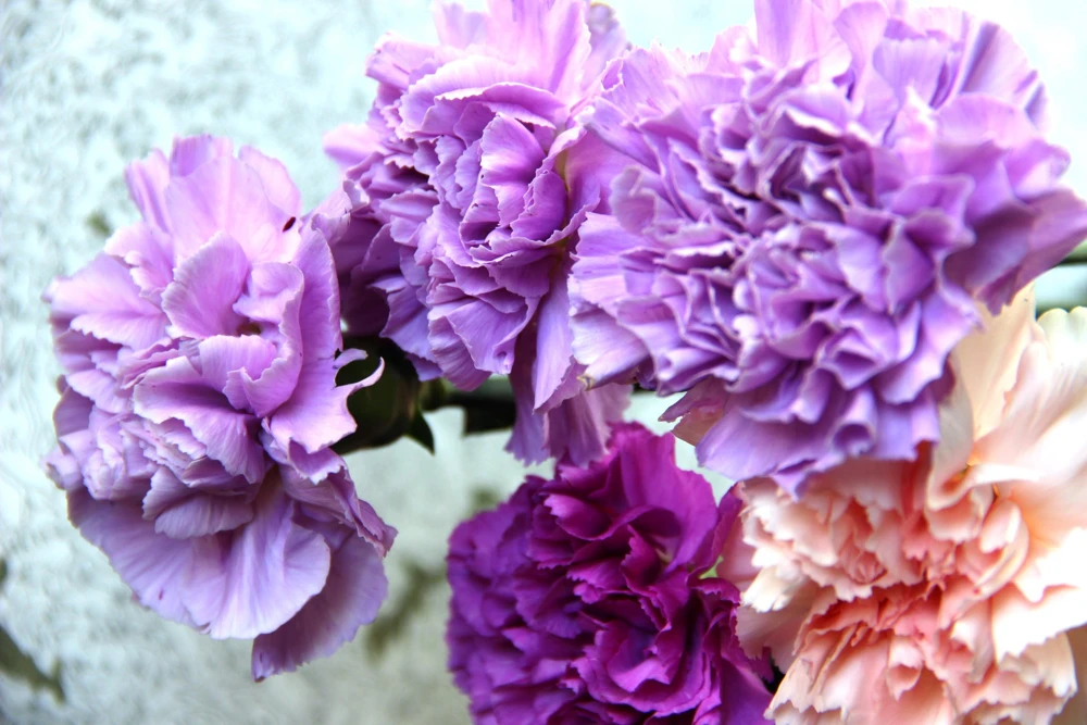100 Carnation Double Dianthus Chinensis Flower Seeds - Pink, Red & White Blooms - Image 2