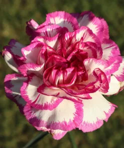 100 Carnation Double Dianthus Chinensis Flower Seeds - Pink, Red & White Blooms - Image 4