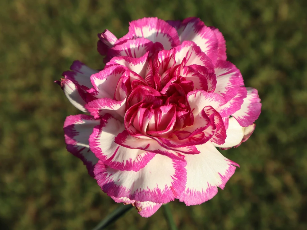 100 Carnation Double Dianthus Chinensis Flower Seeds - Pink, Red & White Blooms - Image 4