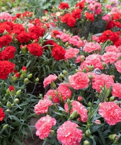 100 Carnation Double Dianthus Chinensis Flower Seeds - Pink, Red & White Blooms - Image 5
