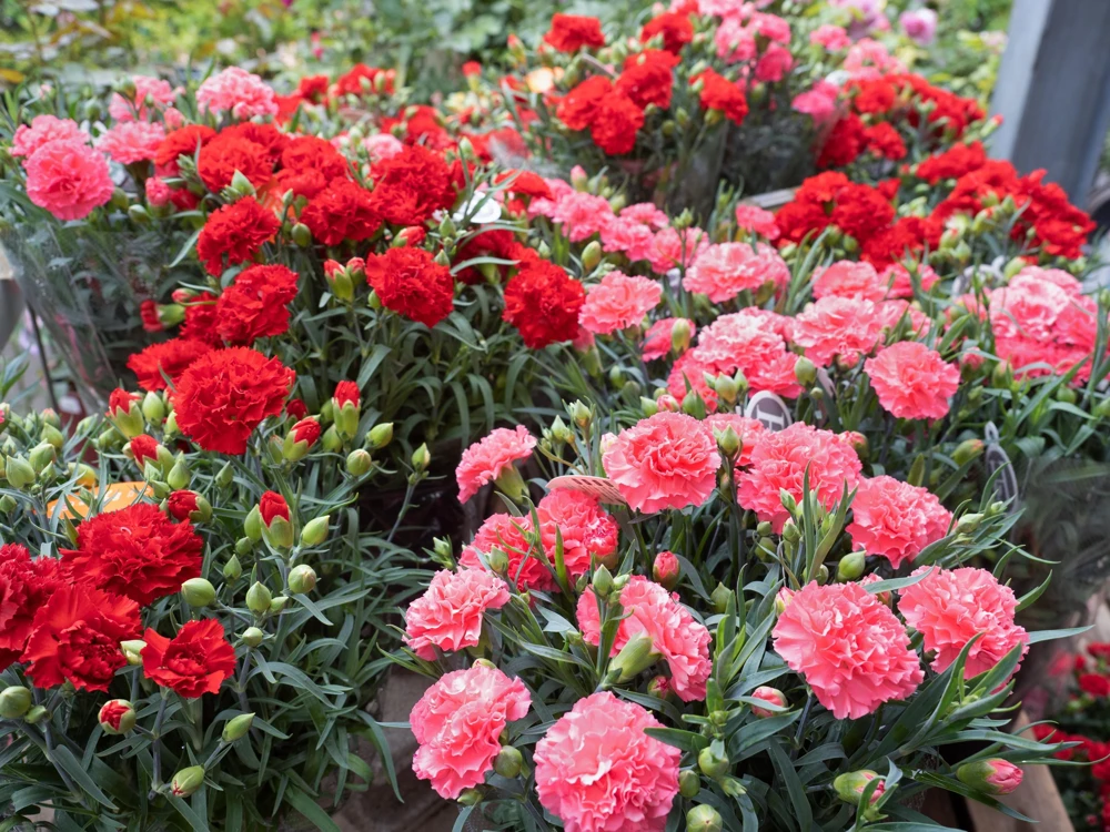 100 Carnation Double Dianthus Chinensis Flower Seeds - Pink, Red & White Blooms - Image 5