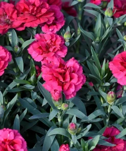 100 Carnation Double Dianthus Chinensis Flower Seeds - Pink, Red & White Blooms - Image 7