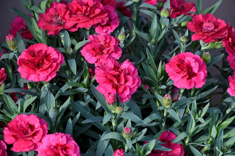 100 Carnation Double Dianthus Chinensis Flower Seeds - Pink, Red & White Blooms - Image 7