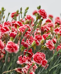100 Carnation Double Dianthus Chinensis Flower Seeds - Pink, Red & White Blooms - Image 8
