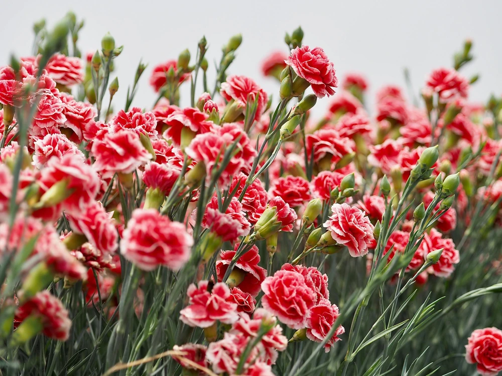 100 Carnation Double Dianthus Chinensis Flower Seeds - Pink, Red & White Blooms - Image 8