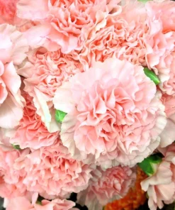 100 Carnation Double Dianthus Chinensis Flower Seeds - Pink, Red & White Blooms - Image 9
