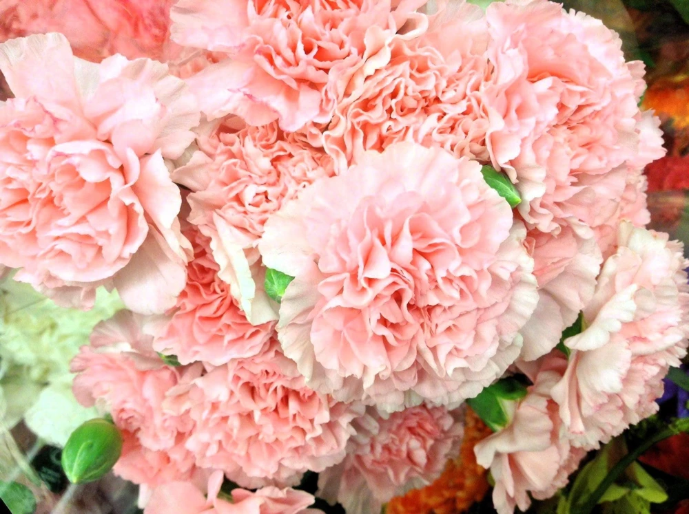 100 Carnation Double Dianthus Chinensis Flower Seeds - Pink, Red & White Blooms - Image 9