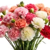100 Carnation Double Dianthus Chinensis Flower Seeds - Pink, Red & White Blooms - Image 1