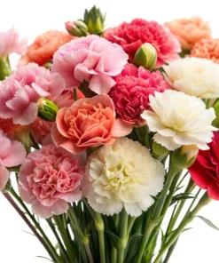 100 Carnation Double Dianthus Chinensis Flower Seeds - Pink, Red & White Blooms - Image 1