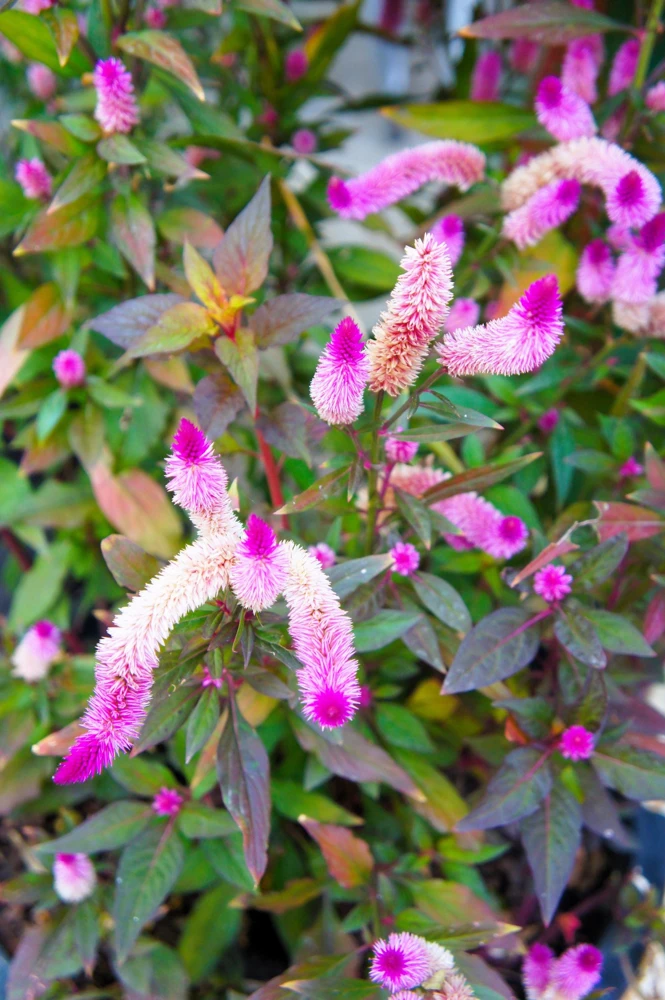 100 Flamingo Feather Celosia Seeds - Pink & White Spicata Flower Seeds - Image 10