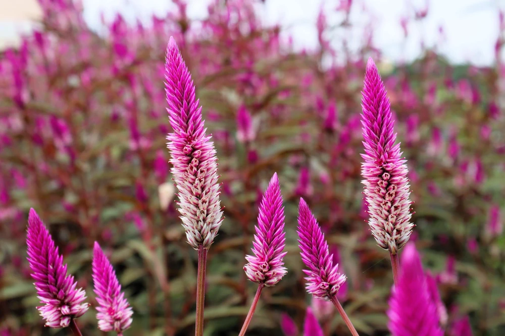 100 Flamingo Feather Celosia Seeds - Pink & White Spicata Flower Seeds - Image 2