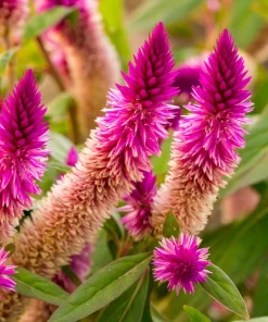 100 Flamingo Feather Celosia Seeds - Pink & White Spicata Flower Seeds - Image 3